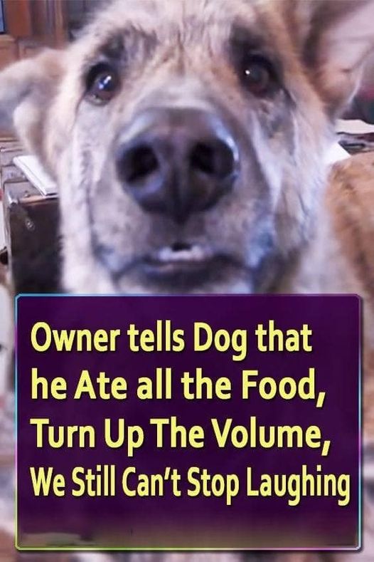 Owner tells Dog that he Ate all the Food