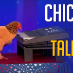 “Could This Be the Smartest Chicken in the World? Watch as This Incredible Bird Stuns Everyone with Its Unbelievable Intelligence and Talent!”