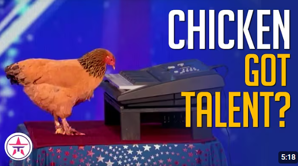 “Could This Be the Smartest Chicken in the World? Watch as This Incredible Bird Stuns Everyone with Its Unbelievable Intelligence and Talent!”